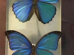 -上海昆虫博物馆