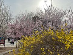 -桃花堤公园