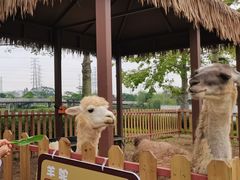 -王借岗森林公园