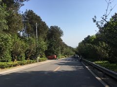 -铁山坪森林公园