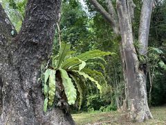 -槟城植物园