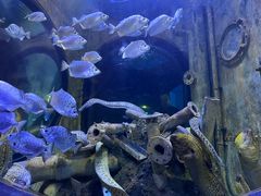 -成都浩海立方海洋公园