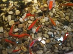 -小科自助海鲜烧肉(高区店)