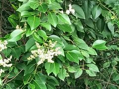 -虞山城墙