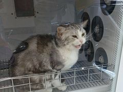 -北京观赏动物医院·24小时大型综合·猫专科·异宠专科