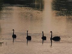 -瑶湖郊野森林公园