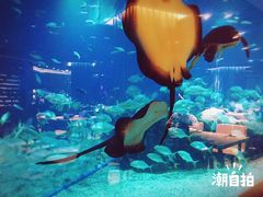 -海棠湾洲际-涛·海底餐厅·美人鱼·自助餐·海底隧道