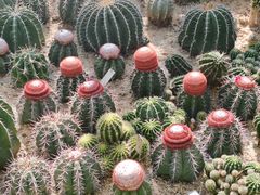 -深圳仙湖植物园