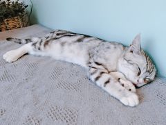 -平行世界·猫咖(首经贸店)