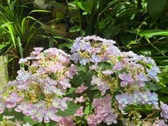 -The Flowers Coffee(南山店)