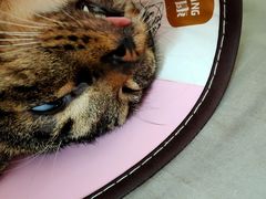 -佳雯宠物医院·皮肤科·内外科(春晓路分院)