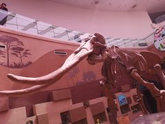 -陕西自然博物馆