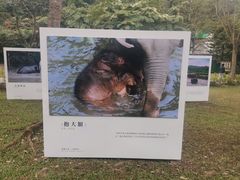 -野象谷景区