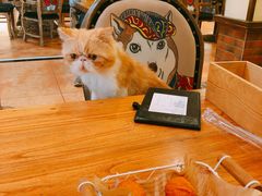 -more than meow吴止猫主题餐厅(承德 中船汇店)