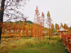 -广州市石门国家森林公园
