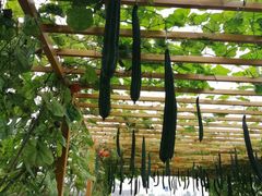 -中国天府农业博览园