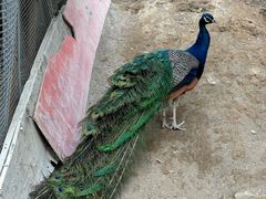 -栾川竹海野生动物园