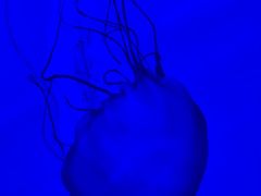 -多彩贵州城极地海洋世界