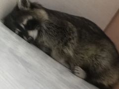 -浣熊柯尔鸭土拨鼠·电玩咖