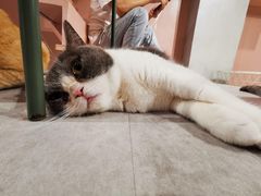-猫儿山۰猫主题餐厅