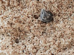 -怪兽屋·羊驼·猫咖·狗咖(俊华广场店)