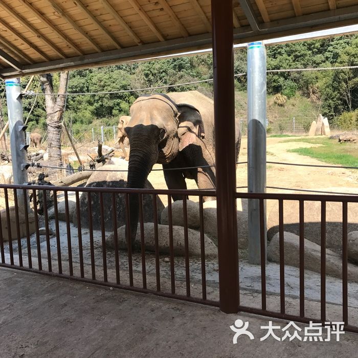 雅戈爾動物園圖片-北京動物園-大眾點評網