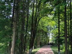 -桤木河湿地公园