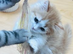 -帕帕拉兹宠物(亚洲旗舰店)