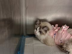 -达爱动物医院·犬猫分区·CT·复杂眼科(远洋山水分院)