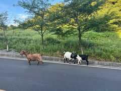 -武陵山森林公园