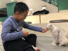 -飞行喵MR PILOT|猫舍·猫咖(静安大融城店)