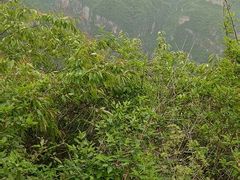 -焦作青龙峡风景名胜区