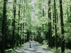 -东平国家森林公园