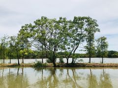 -大湾区中央湿地公园