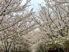 -高东镇樱花园