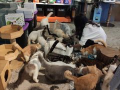 -more than meow吴止猫主题餐厅(承德 中船汇店)