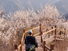 -大岭沟猕猴桃谷风景区