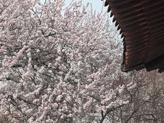 -桃花堤公园