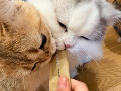-滚猫咖啡·猫咖·猫友好撸猫(未来城店)