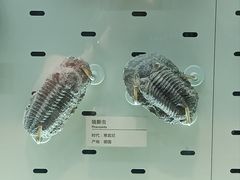 -浙江自然博物院(杭州馆)