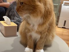 -MOCHA明星猫咖(田子坊店)
