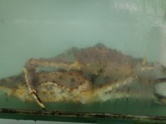 -鲤鱼门海鲜街