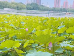 -莲花池公园