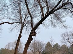 -北京西山国家森林公园