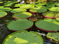 -国家植物园南园