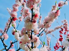 -上海共青森林公园