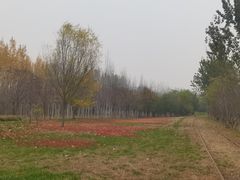 -武清南湖绿博园