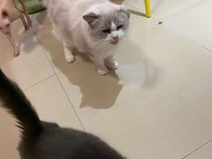 -70cat德文卷毛猫·缅因猫纯种猫舍