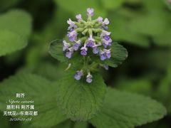 -东南花都花博园
