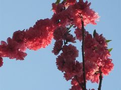 -南汇桃花村
